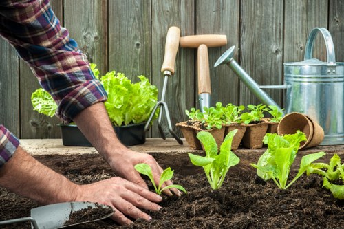 Healthy green lawn care in Brent Cross garden