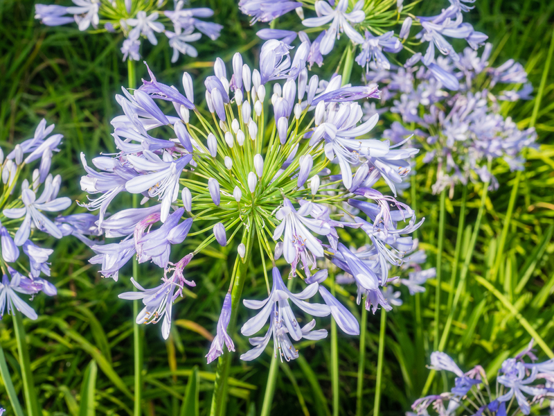 garden design Hedge trimming